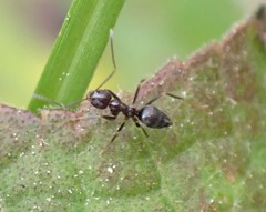Nylanderia bourbonica
