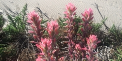Castilleja affinis contentiosa