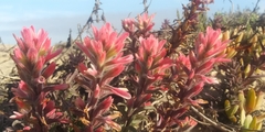 Castilleja affinis contentiosa