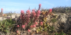Castilleja affinis contentiosa