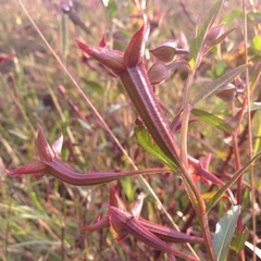 Ludwigia octovalvis