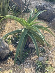 Aloe vaombe