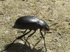 Blaps lusitanica