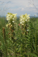 Pedicularis sibthorpii
