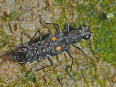 Stenus longipes