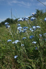 Myosotis lithospermifolia