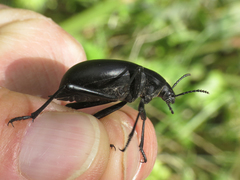 Blaps lusitanica