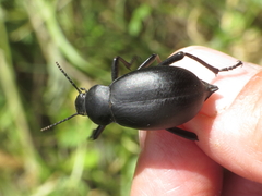 Blaps lusitanica