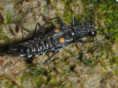 Stenus longipes