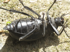 Blaps lusitanica