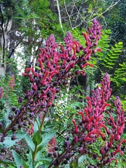 Lobelia tupa