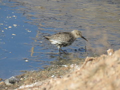 Calidris alpina
