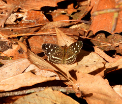 Anthanassa drusilla lelex