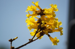 Handroanthus chrysotrichus