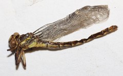 Stylurus laurae