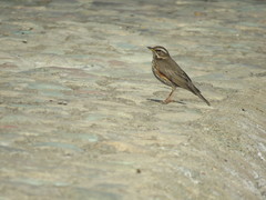 Turdus iliacus