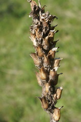 Pedicularis sibthorpii