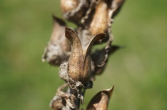 Pedicularis sibthorpii