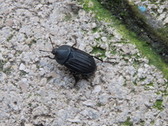 Silpha puncticollis