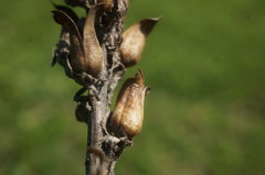 Pedicularis sibthorpii