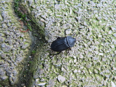 Silpha puncticollis