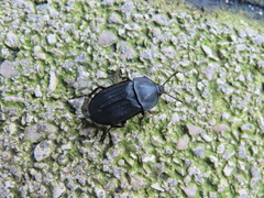 Silpha puncticollis