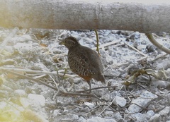 Turnix suscitator rufilatus