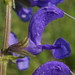 Salvia de Prado - Photo (c) Сергей, algunos derechos reservados (CC BY-NC), uploaded by Сергей