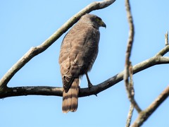 Rupornis magnirostris