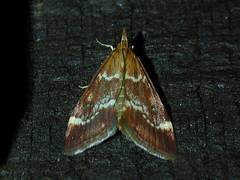 Pyrausta nicalis
