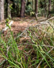 Carex longii