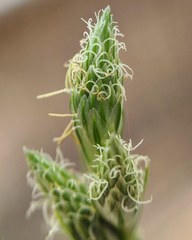 Carex longii