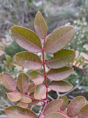 Pistacia × saportae