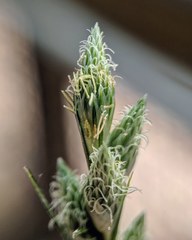 Carex longii
