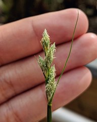 Carex longii