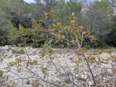 Pistacia × saportae