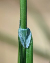 Carex longii
