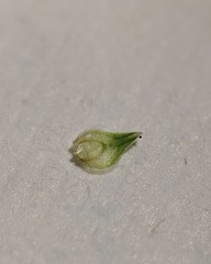 Carex longii