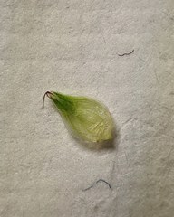 Carex longii
