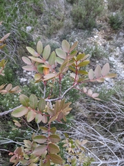 Pistacia × saportae