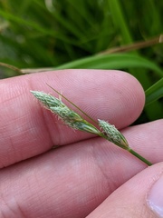 Carex longii