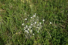 Cerastium biebersteinii