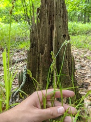 Carex longii
