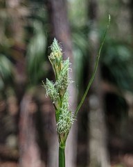 Carex longii