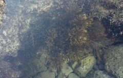 Gongolaria barbata