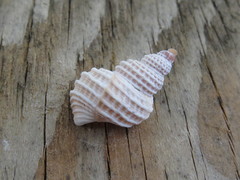 Trichotropis cancellata