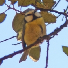 Cyanistes caeruleus