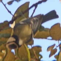 Cyanistes caeruleus