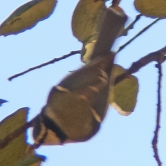 Cyanistes caeruleus
