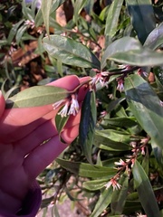 Sarcococca